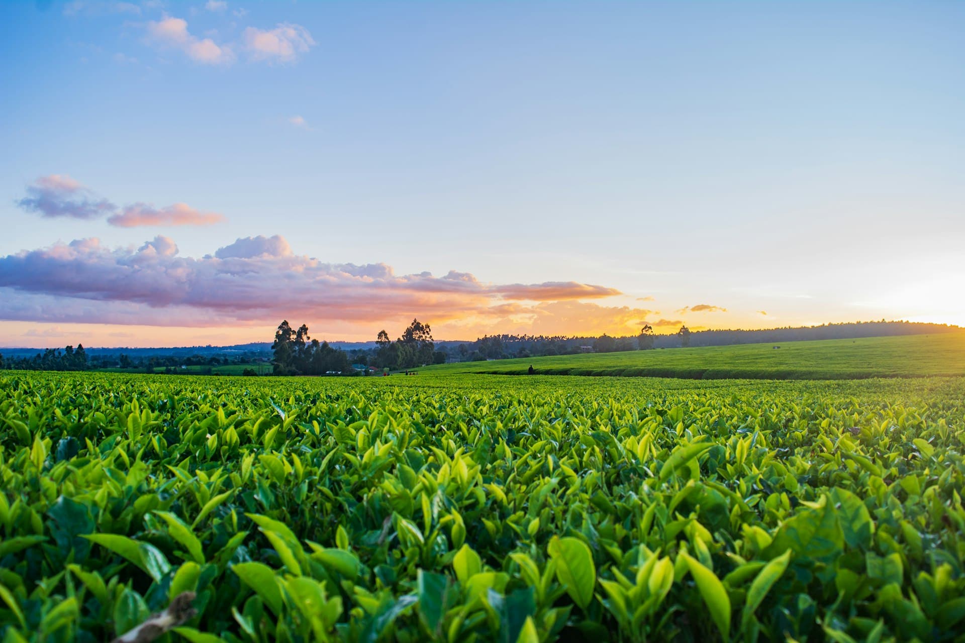 Fungicides