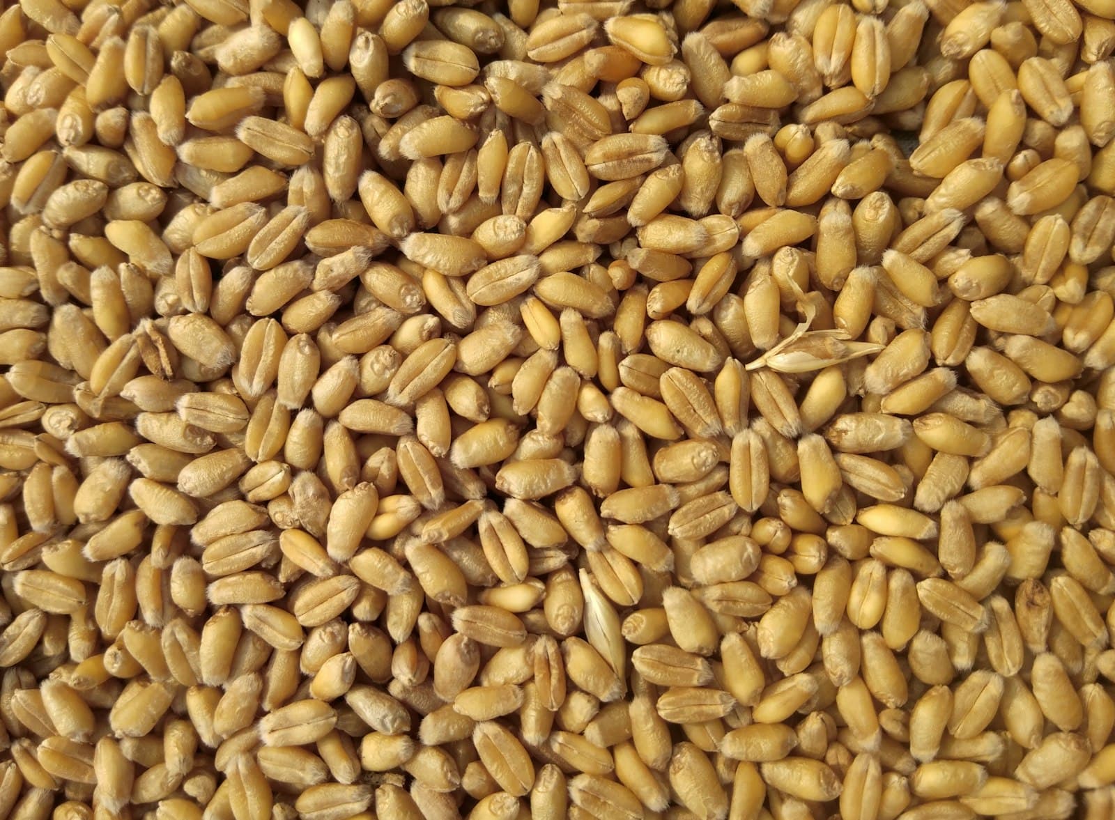Granules