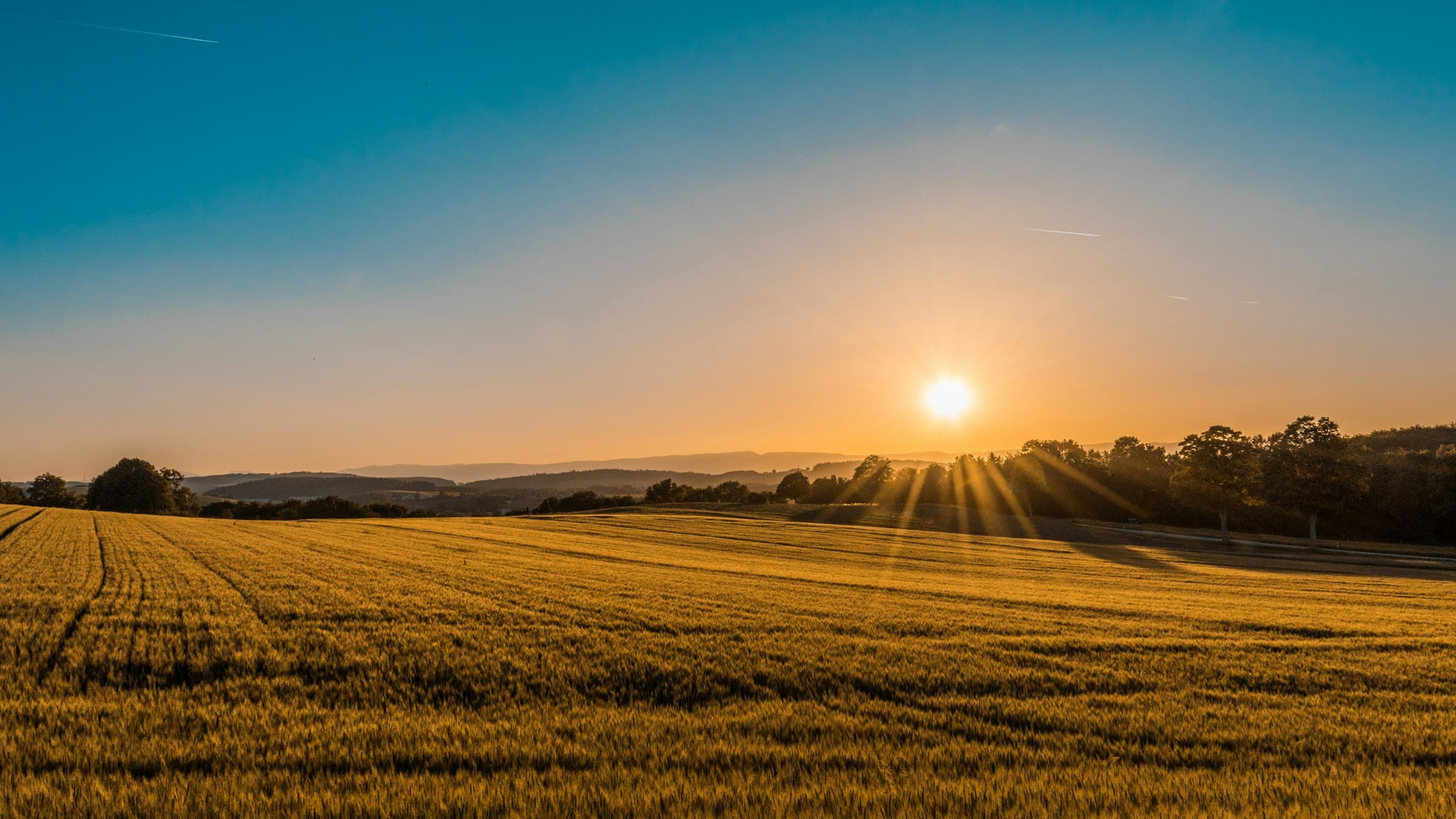 Wheat fields at first light across the Pakistani plains