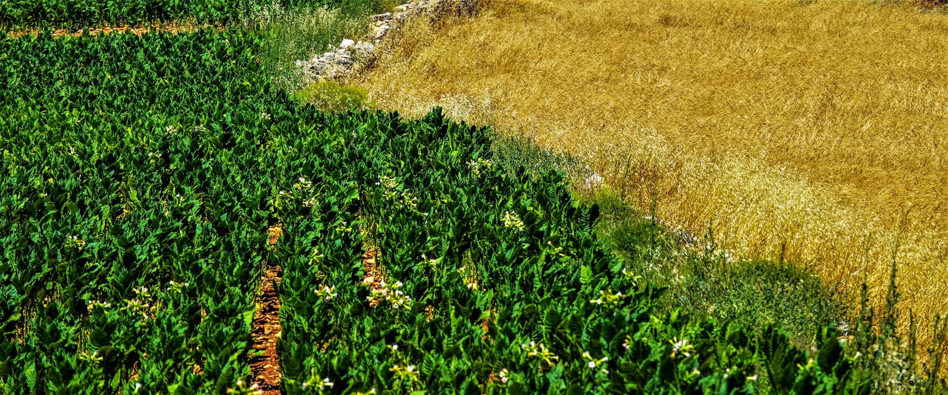 Healthy cultivated farmland under responsible management