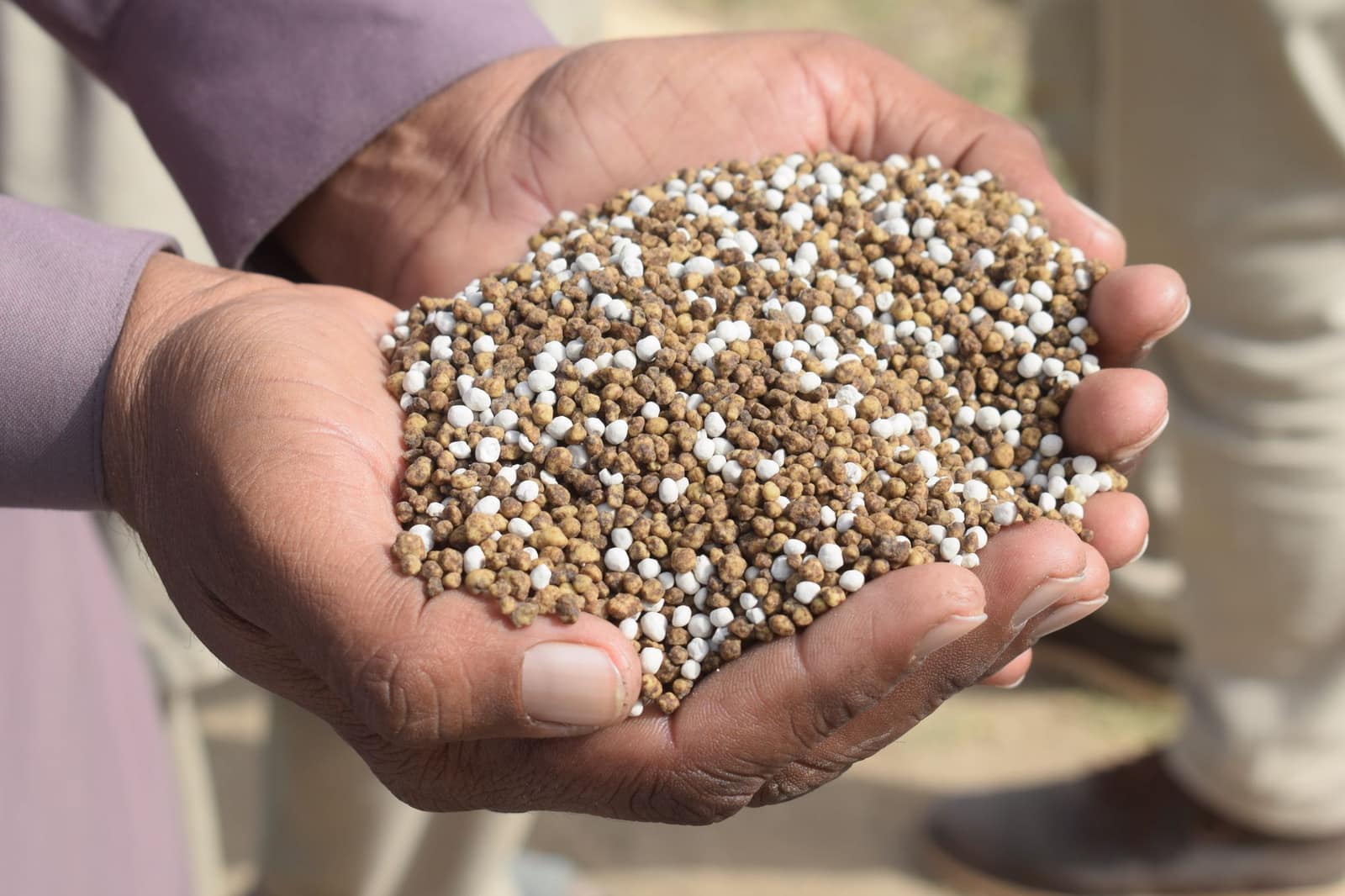 Hands holding granular fertilizer in Bahawalpur, Pakistan