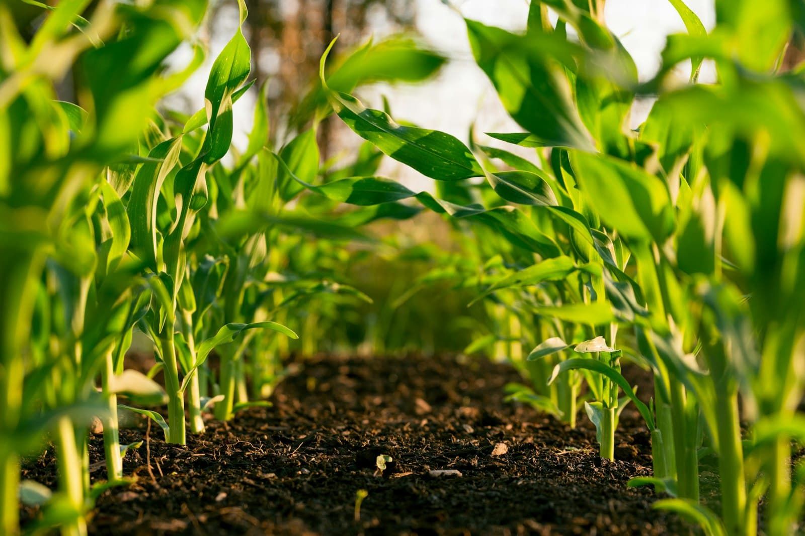 Vigorous young maize seedlings in dark fertile soil
