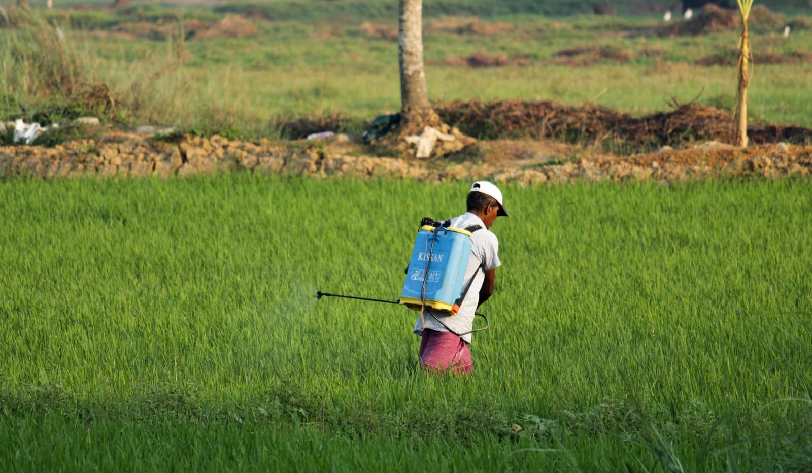 A farmer applying crop protection with a knapsack sprayer in a paddy field