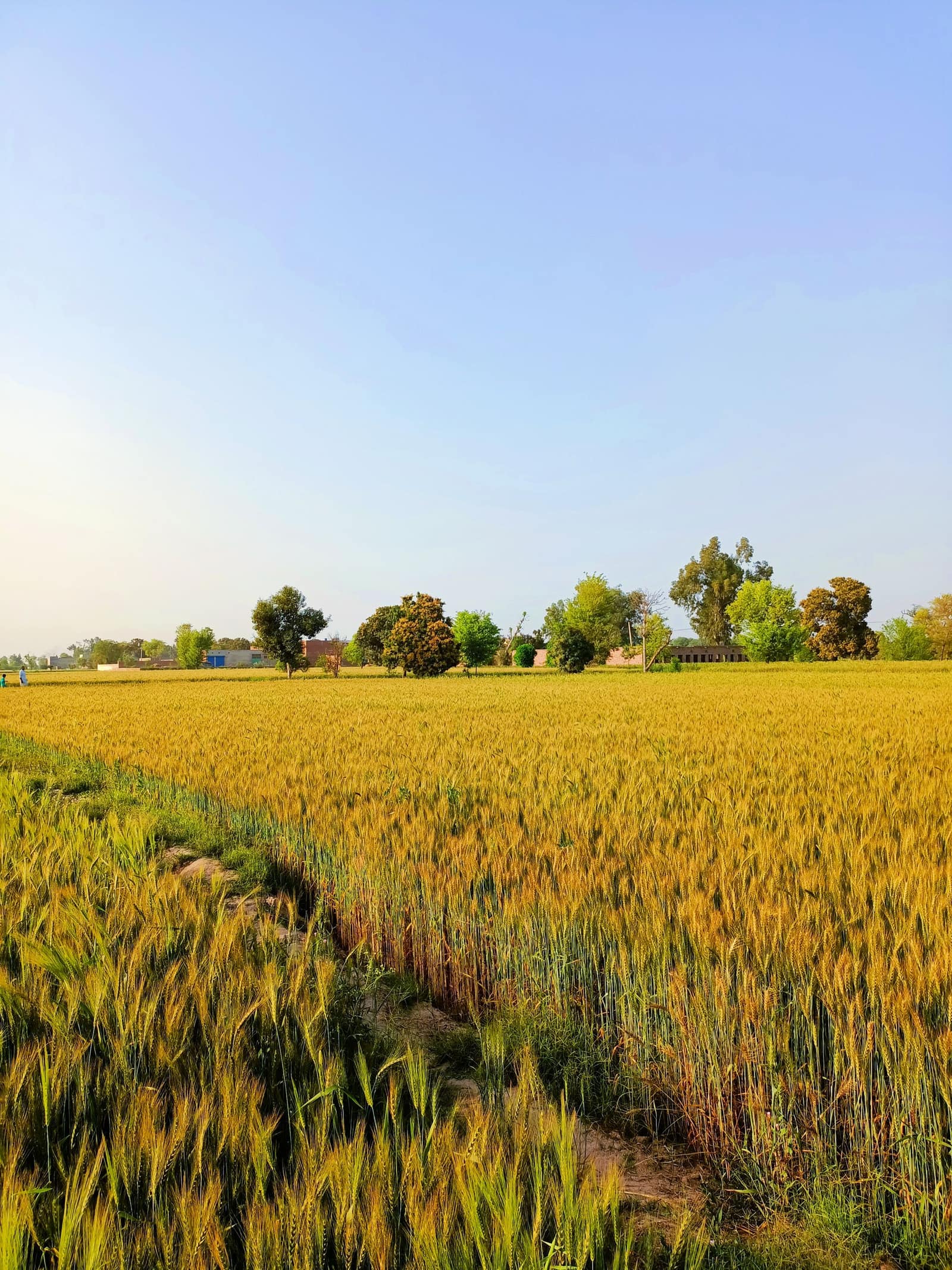Wheat field turning golden beside a village in Punjab, Pakistan